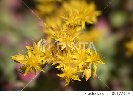 flower of Sedum palmeri flower of Sedum palmeri 89172999