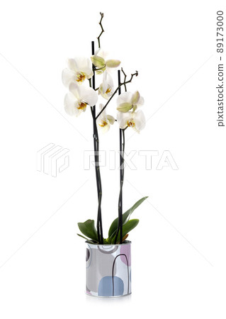 Phalaenopsis in studio Phalaenopsis in studio 89173000