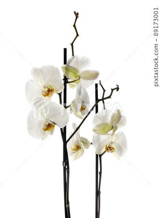 Phalaenopsis in studio 89173001