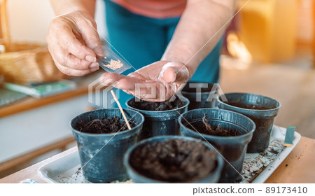Farmer's hands plant seeds in black plastic pot with ground. Closeup. Preparation for garden season. Farmer's hands plant seeds in black plastic pot with ground. Closeup. Preparation for garden season. 89173410