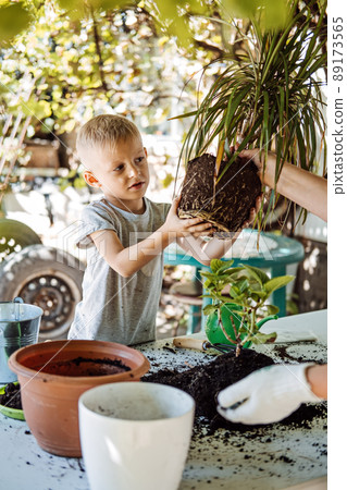 Spring Houseplant Care, repotting houseplants. Happy little kid boy planting Houseplants In Pots, drainage layer for Houseplants in backyard, garden. 89173565