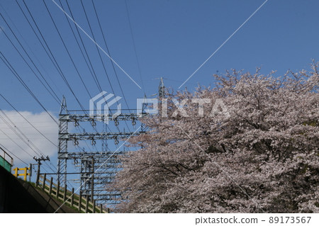 Seibu Tamagawa Line, High Voltage Line Tower and Sakura 89173567