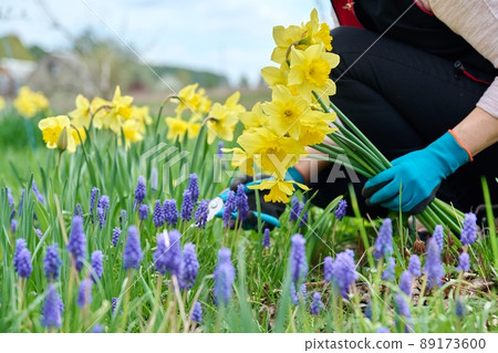 Close-up of woman's hands with secateurs cutting flowers of yellow narcissus in spring flower bed Close-up of woman's hands with secateurs cutting flowers of yellow narcissus in spring flower bed 89173600