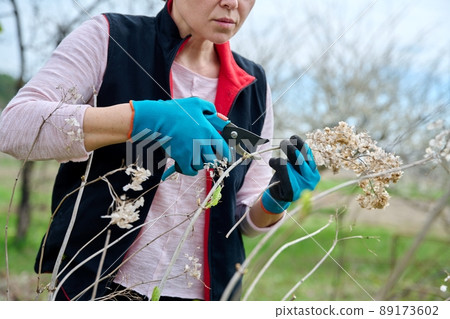 Hands of female gardener in gloves with secateurs pruning hydrangea bush 89173602