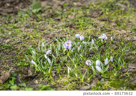Wild tender crocuses blooming in natural environment in forest in spring 89173632