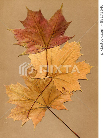 Dried maple leaves on paper sheet, autumn background. Flat lay, top view Dried maple leaves on paper sheet, autumn background. Flat lay, top view 89173646