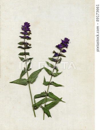 Herbarium on textured vintage background of canvas. Dry pressed summer herbs. Scan of dried flowers Herbarium on textured vintage background of canvas. Dry pressed summer herbs. Scan of dried flowers 89173661