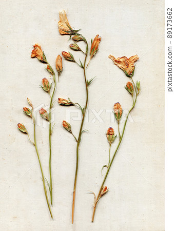 Composition of dried meadow yellow orange flowers on old linen fabric background. Herbarium 89173662