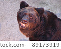 從正面看東山動物園日本黑熊的臉 89173919