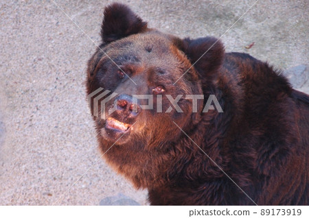 從正面看東山動物園日本黑熊的臉 89173919