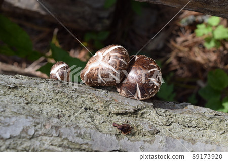 蘑菇原木栽培 89173920