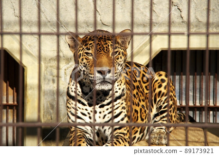 東山動物園的捷豹正面 89173921