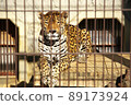 東山動物園的美洲虎全身 89173924