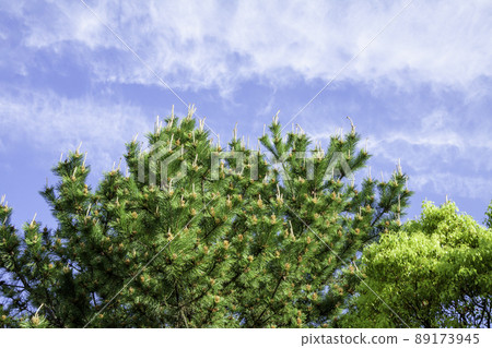 Pine flowers 89173945