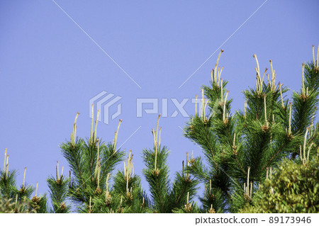 Pine flowers 89173946