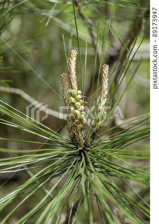 Up pine flowers 89173947