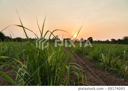 Sugarcane field at sunset. sugarcane is a grass of poaceae family. it taste sweet and good for health. Well known as tebu in malaysia 89174093