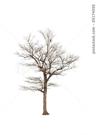 Single old big and dead tree dead isolated on white background.Large trees database Botanical garden organization elements of Asian nature in Thailand, tropical trees isolated used for design. 89174098