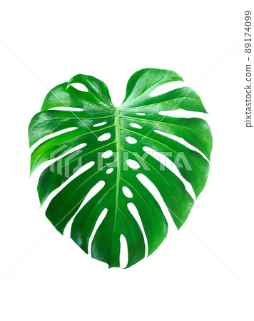 Dark green leaves of monstera or split leaf philodendron (Monstera deliciosa) tropical foliage plant growing in forest isolated on a white background, Monstera Deliciosa plant leaves. web designs. Dark green leaves of monstera or split leaf philodendron (Monstera deliciosa) tropical foliage plant growing in forest isolated on a white background, Monstera Deliciosa plant leaves. web designs. 89174099