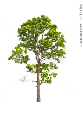 isolated tree on white background isolated tropical tree used for advertising and architecture design isolated tree on white background isolated tropical tree used for advertising and architecture design 89174100
