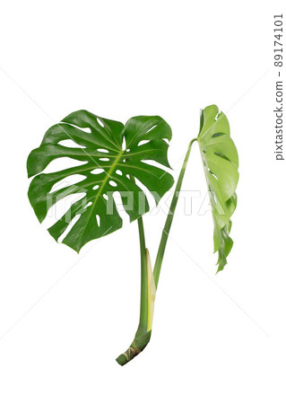 Dark green leaves of monstera or split leaf philodendron (Monstera deliciosa) tropical foliage plant growing in forest isolated on a white background, Monstera Deliciosa plant leaves. web designs. 89174101
