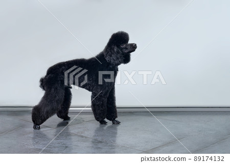 A beautiful black poodle in a rack after visiting a dog barber A beautiful black poodle in a rack after visiting a dog barber 89174132