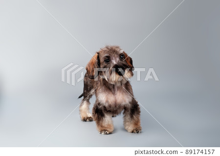 Wire-haired dachshund after trimming on a gray background Wire-haired dachshund after trimming on a gray background 89174157