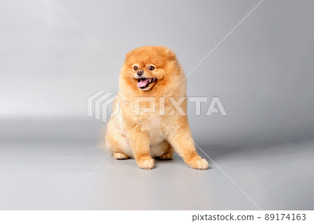 Pomeranian pedigreed Pomeranian sits on a gray background Pomeranian pedigreed Pomeranian sits on a gray background 89174163