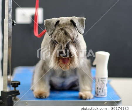 Miniature schnauzer on the table tied with a red rope 89174183