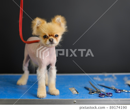 Balding Pomeranian pomeranian on the grooming table 89174190