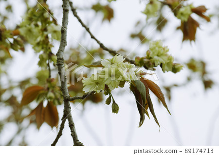 Gyoikou（罕見的綠色櫻花） 89174713