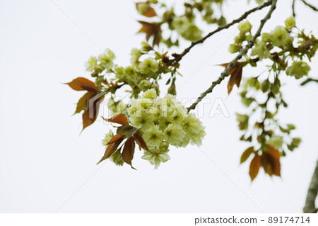 Gyoikou（罕見的綠色櫻花） 89174714