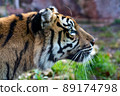 Head of a tiger in Biopark - Zoo of Rome, Italy  89174798