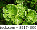 Fresh green succulent in the swiss garden 89174800