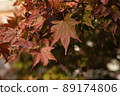 Dark brown maple autumn leaves under sunshine 89174806
