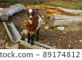 Swiss brown goat in south of Switzerland 89174812