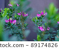 Blurry background with fuchsia flowers and green leaves 89174826