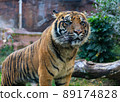 A tiger, seen in Biopark - Zoo of Rome, Italy  89174828