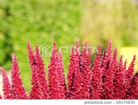 Pink plant on green background Pink plant on green background 89174830