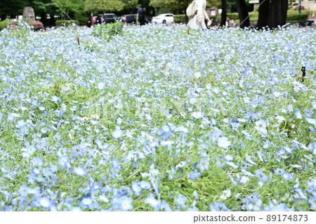 Nemophila Nemophila 89174873