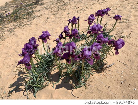 Negev iris or Iris Mariae Negev iris or Iris Mariae 89174876