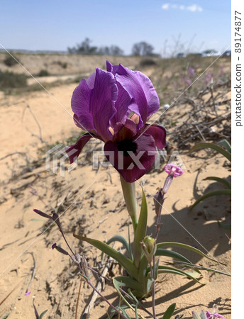 Negev iris or Iris Mariae 89174877