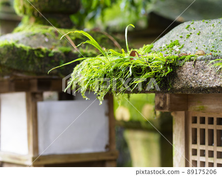 苔蘚神社的石燈籠 苔蘚神社的石燈籠 89175206