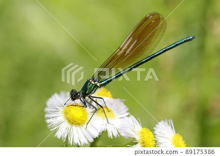 Asahina kawatombo 89175386