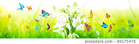 Lots of snowdrops in the first days of spring with butterfly 89175478