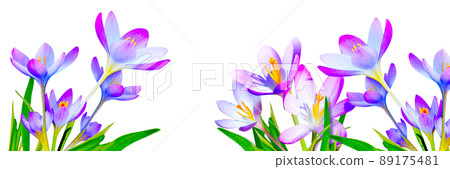 Blooming purple crocus flowers in a soft focus on a sunny spring day Blooming purple crocus flowers in a soft focus on a sunny spring day 89175481