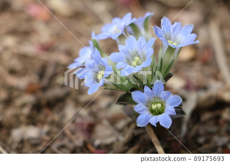 Pretty wild grass gentian that announces spring Pretty wild grass gentian that announces spring 89175693