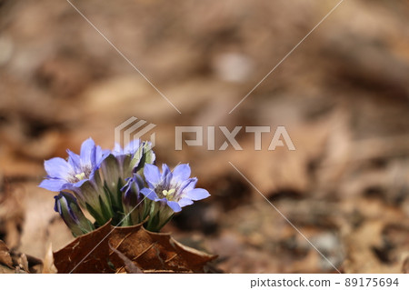 Pretty wild grass gentian that announces spring Pretty wild grass gentian that announces spring 89175694