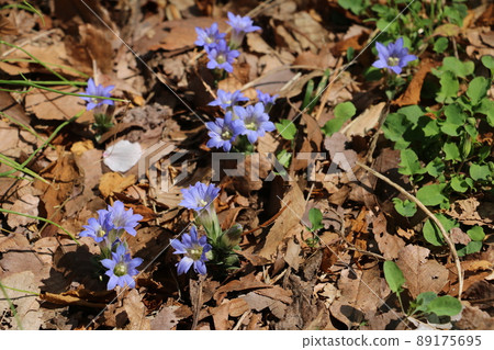 Pretty wild grass gentian that announces spring 89175695