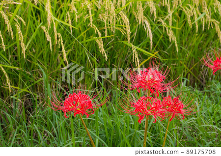 Higankyana and ear rice 89175708